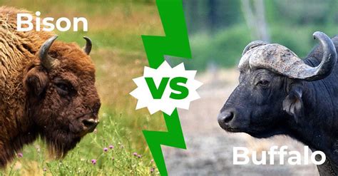 What Is The Difference Between Cattle, Bison, .